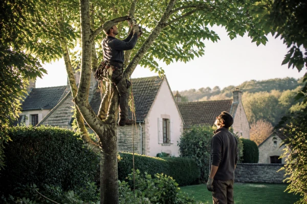 Coupe d'arbre Villecresnes